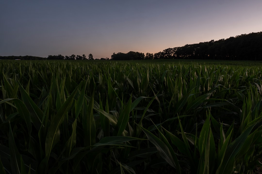 green corn field