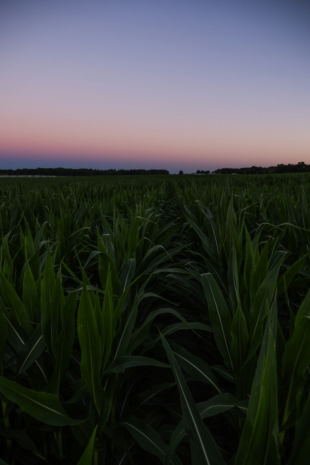 green grass