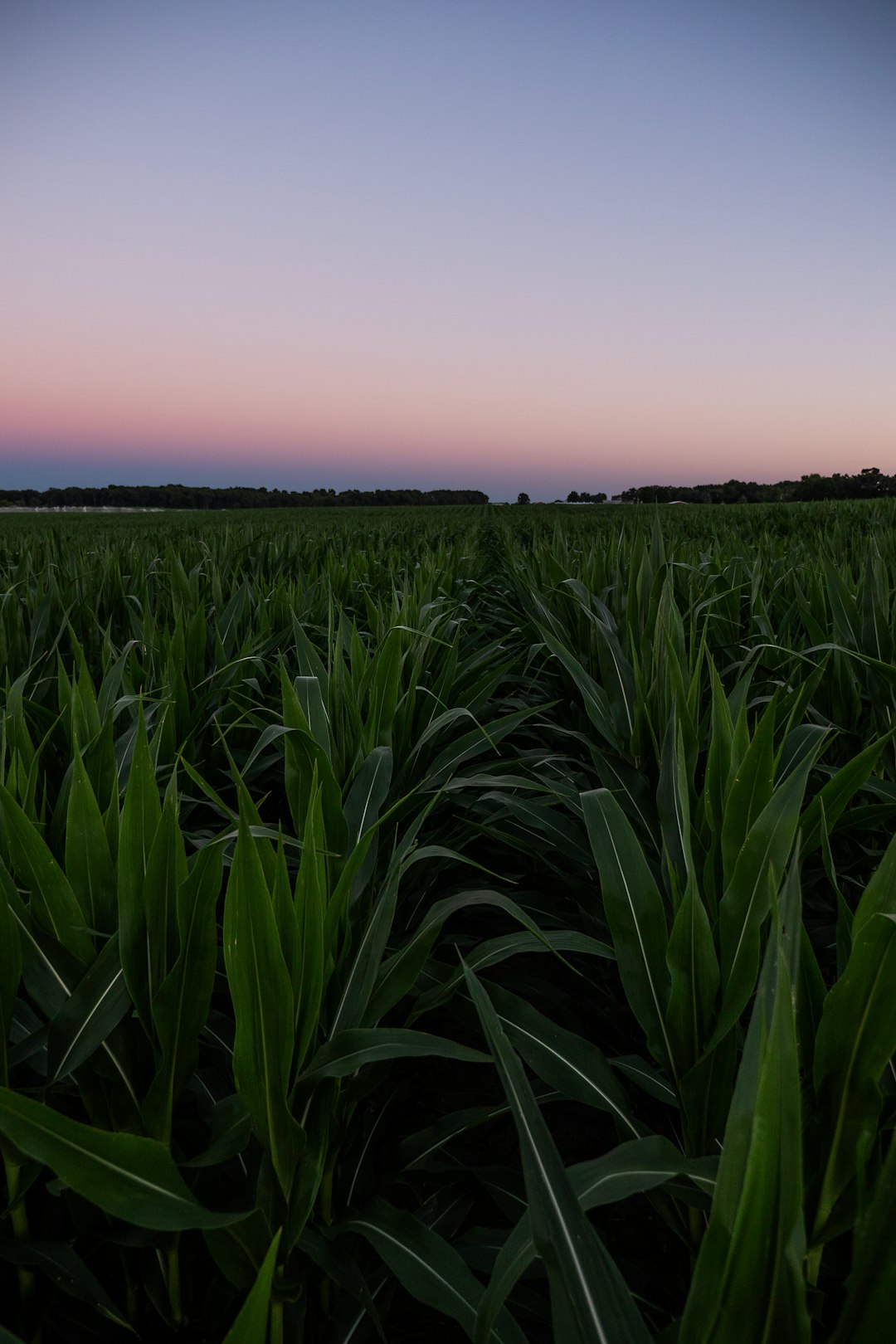 green grass