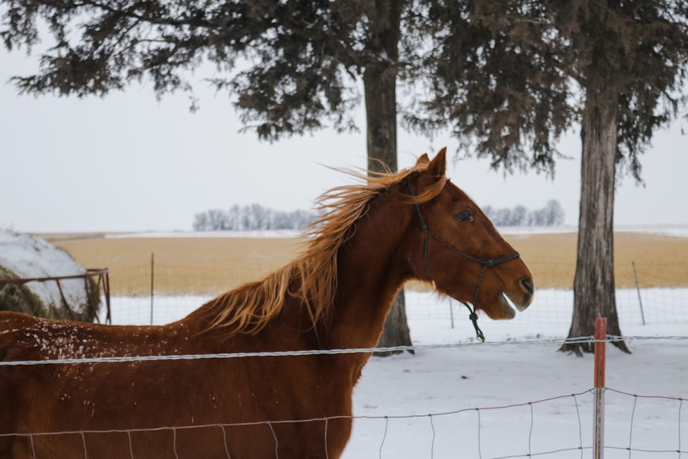 horse on snow field near trees