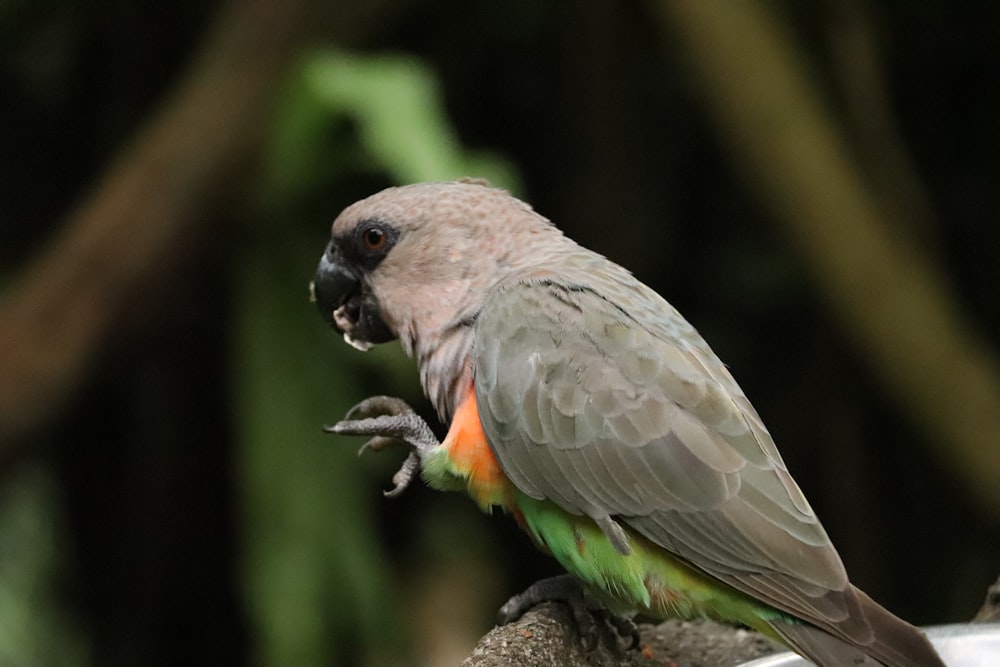 grauer und roter Vogel auf Ast mit erhobenem Bein