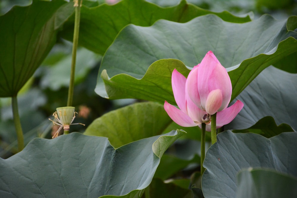 close-up photography of pink petaled flower