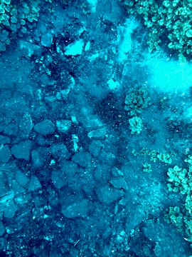 Aerial view of an underwater seafloor featuring rocks and clusters of coral or algae. The scene has a range of dark and light blue tones, with patches of green indicating marine life.