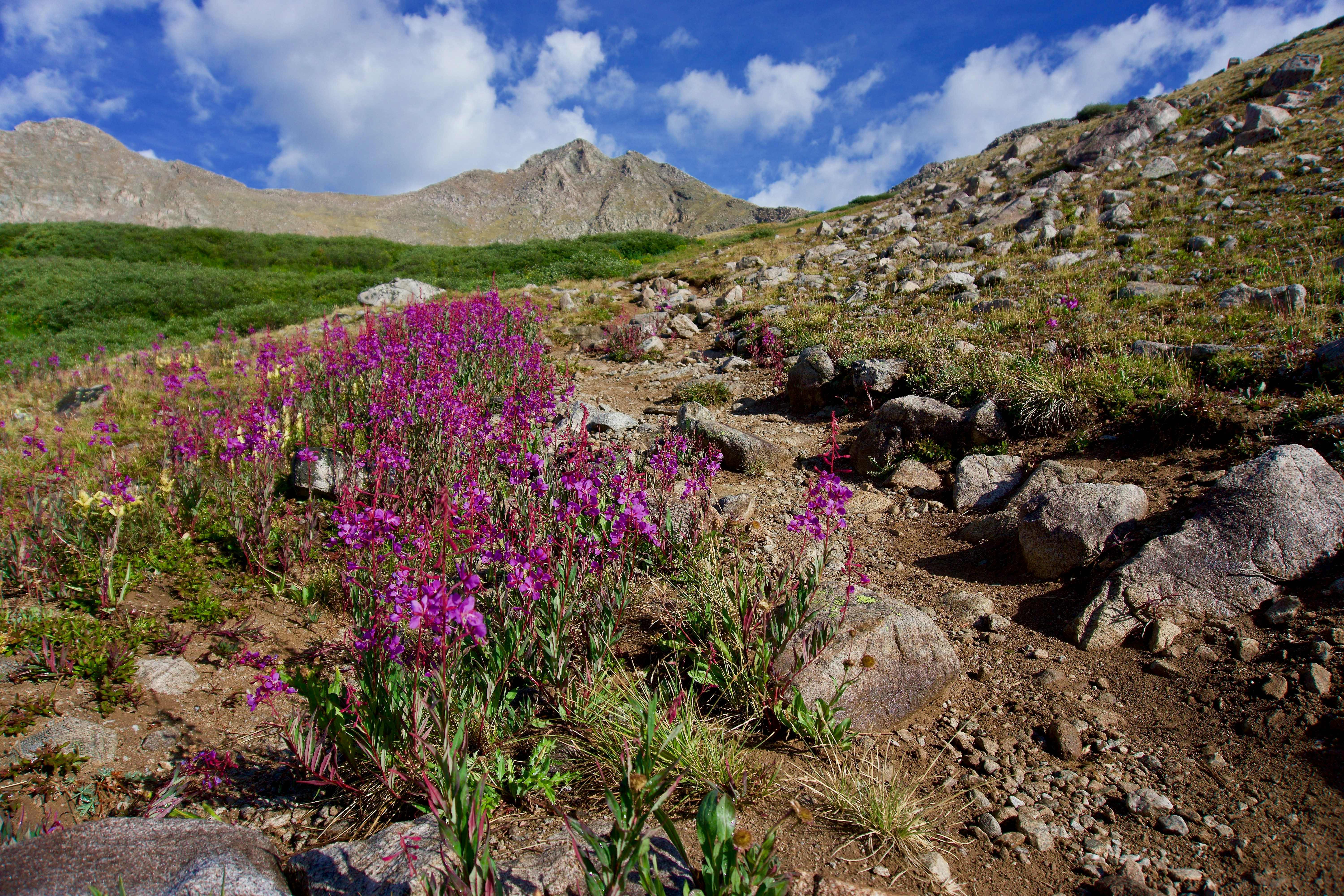 purple flower field