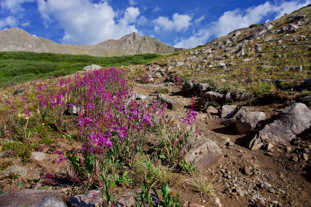 Nature reserve photo spot Mount Harvard Colorado