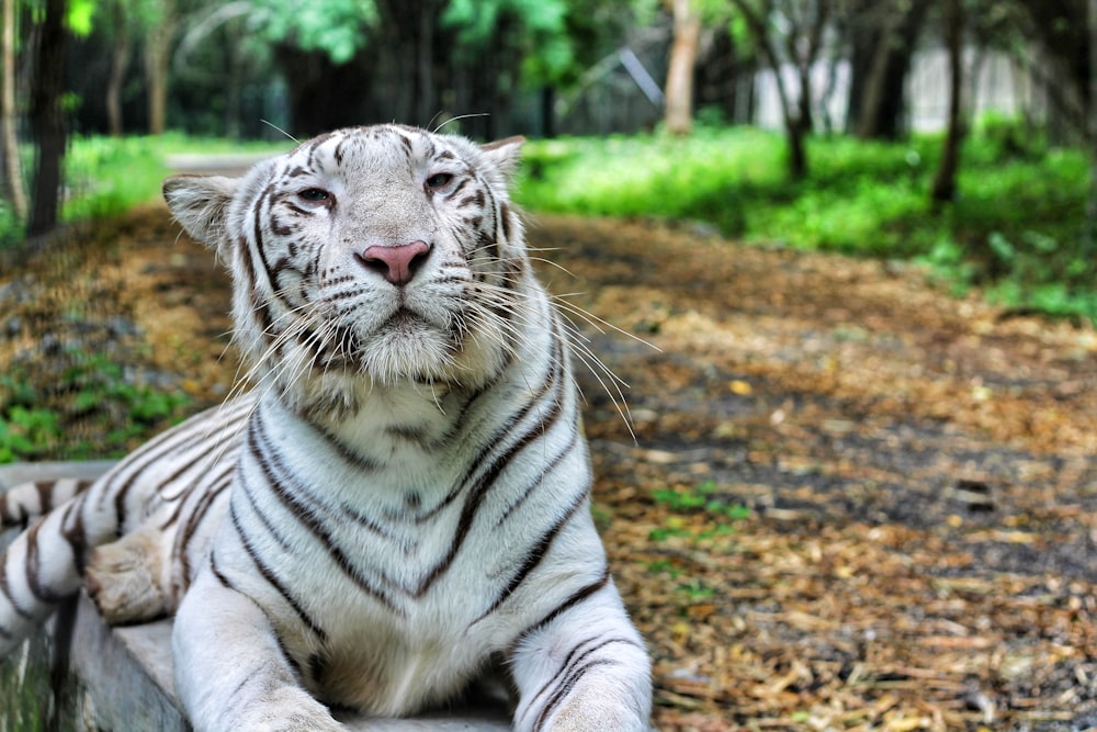 albino tiger lying on gray concrete floor