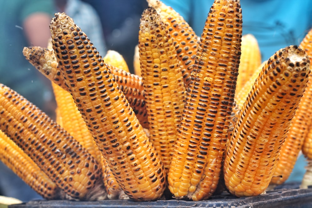close photo of grilled corn