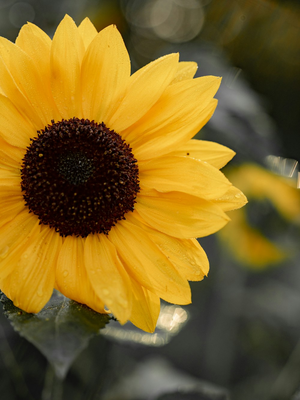 tilt shift photography of yellow and black flower