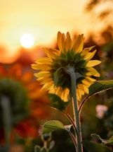 close-up photography of yellow sunflower