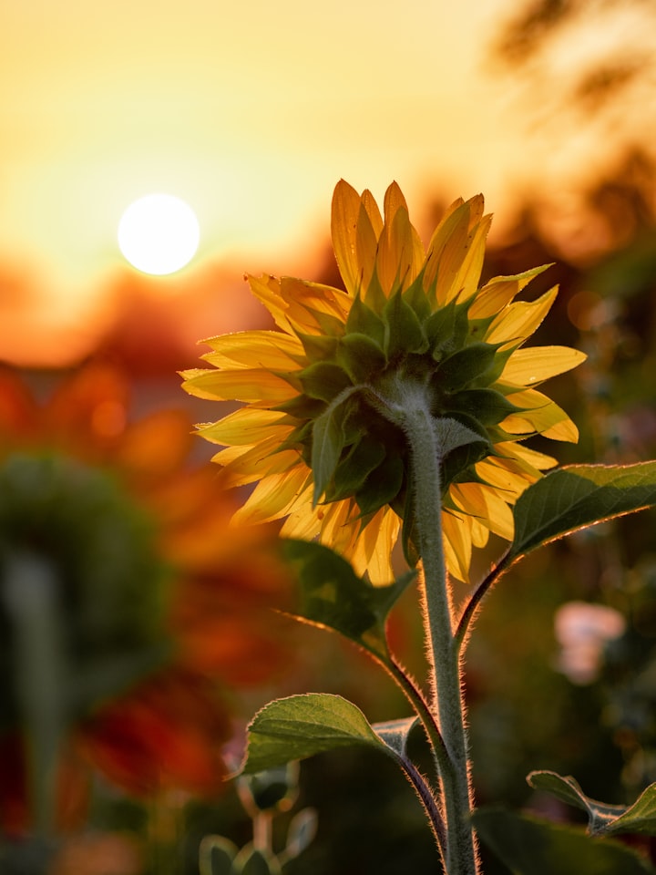 Sunflower in Bloom