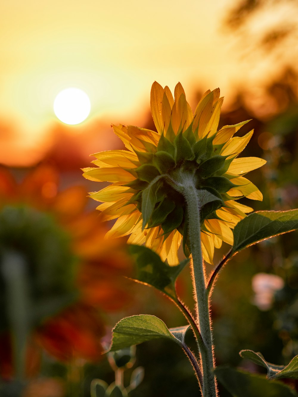 Fotografía de primer plano de girasol amarillo