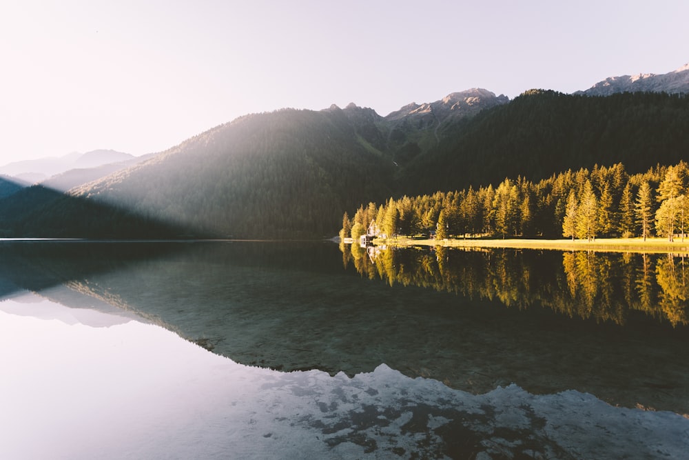 pine trees beside calm body of water