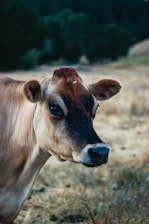 brown cow on grass
