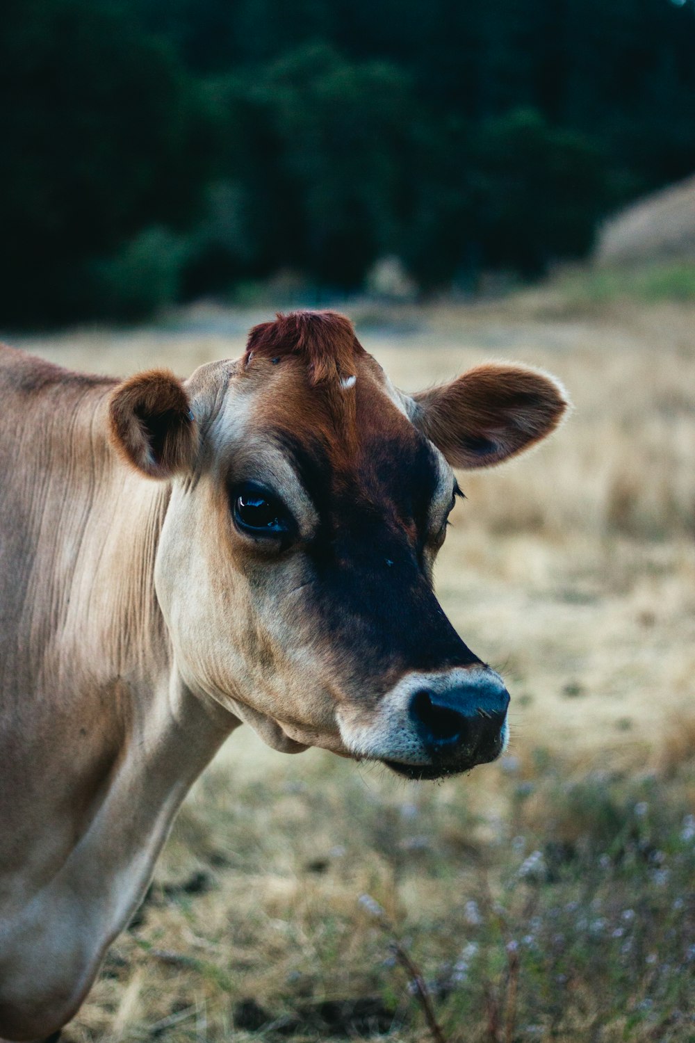 brown cow on grass