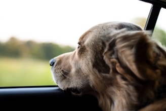 long-coated brown dog looking outside of vehicle