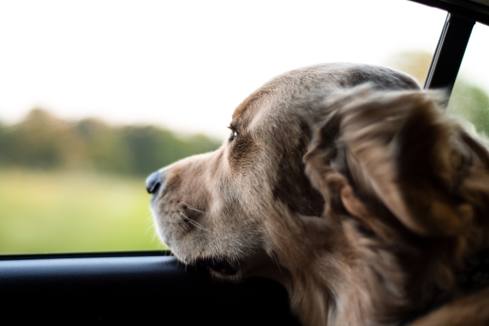 long-coated brown dog looking outside of vehicle