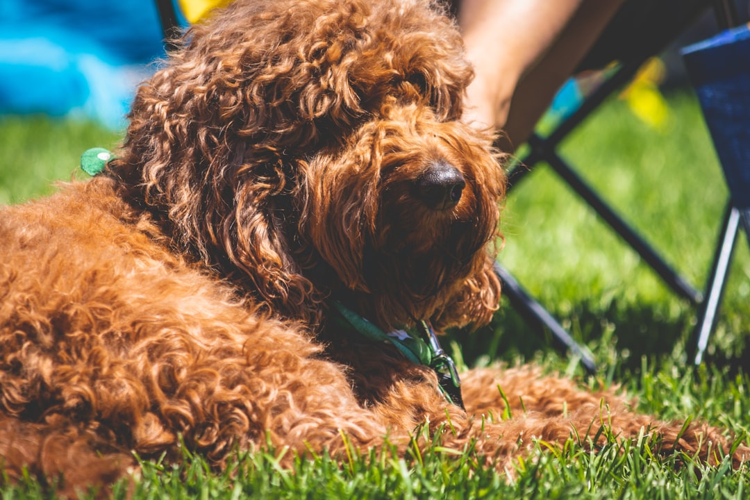 dog lying on green grass