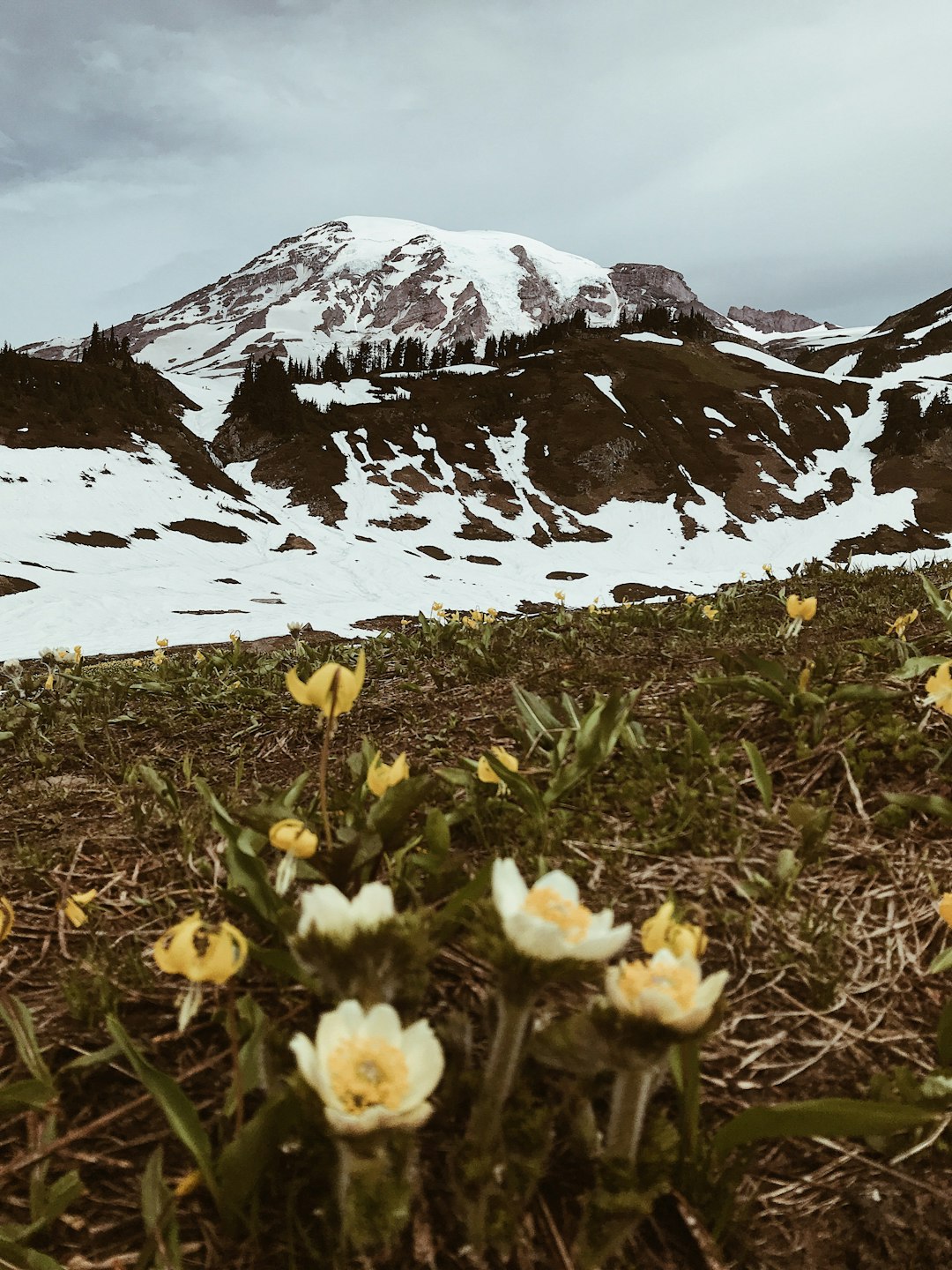 Tundra photo spot Mount Rainier National Park Paradise