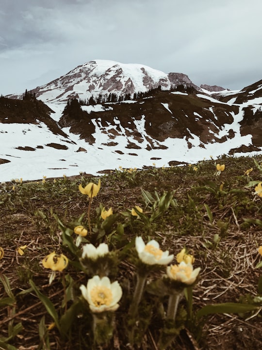 mountain peak near flowers in Mount Rainier National Park United States