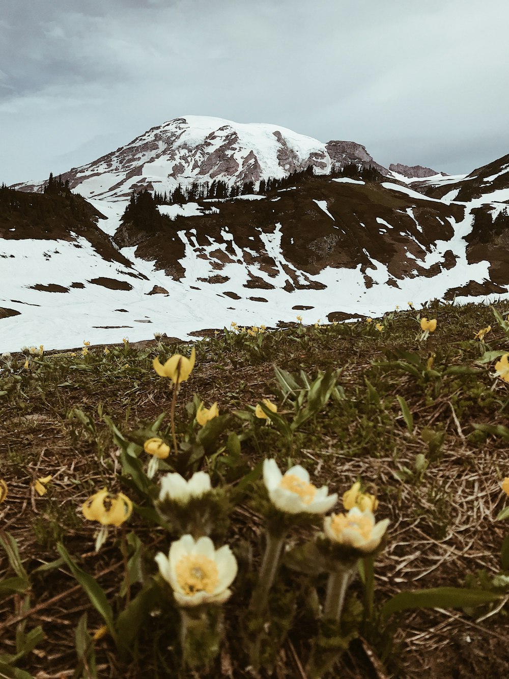 mountain peak near flowers