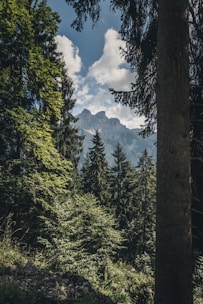 trees and mountains