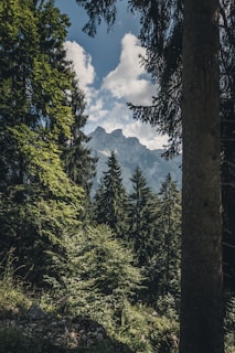 trees and mountains