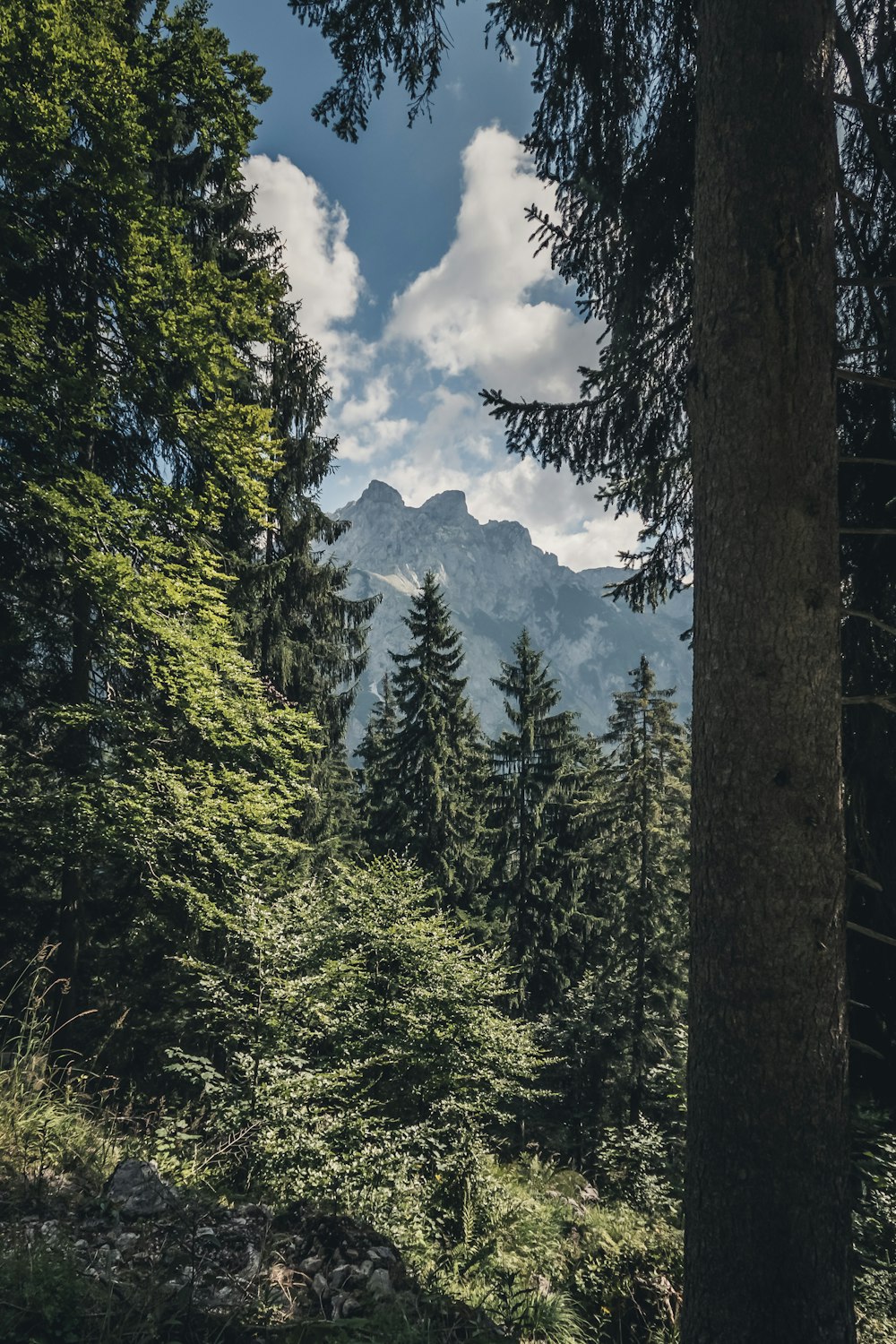 trees and mountains