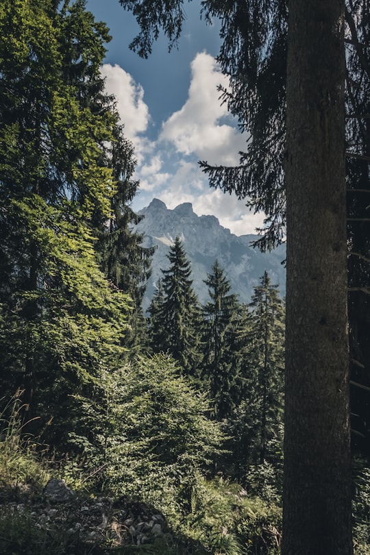 trees and mountains in Werfenweng Austria