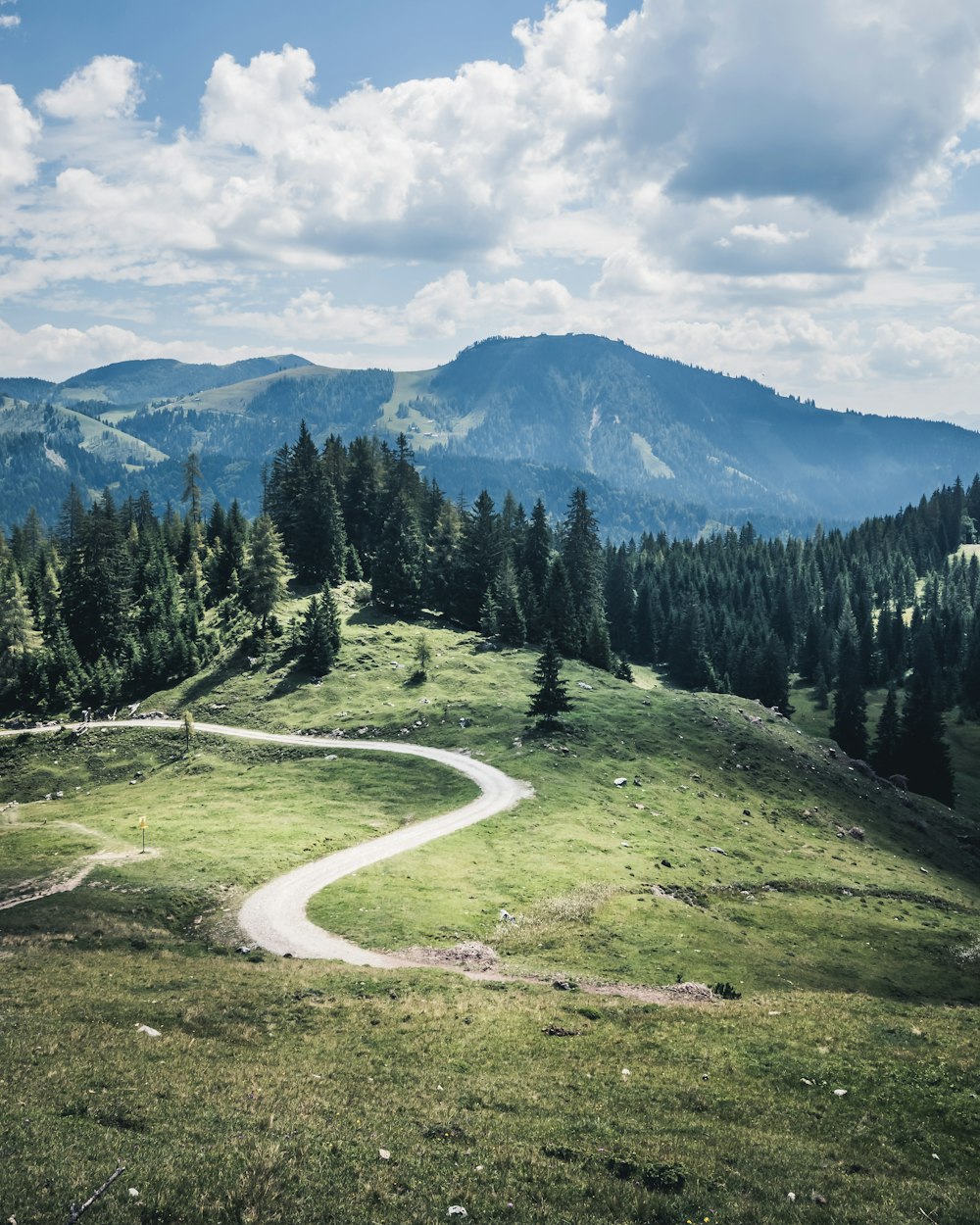 Strada tortuosa grigia vicino alla foresta