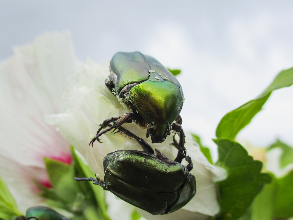 two green beetle on white flower