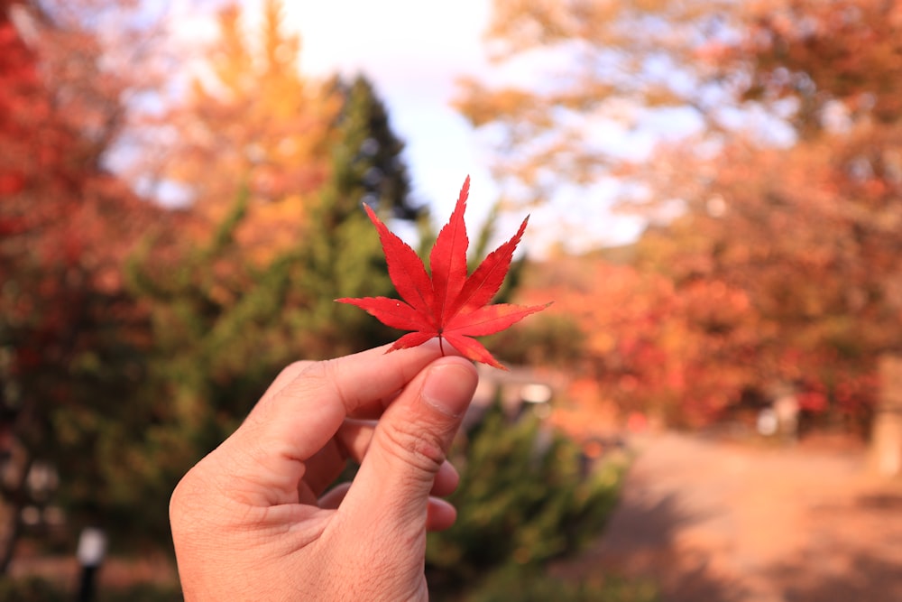 personne tenant une feuille d’érable rouge