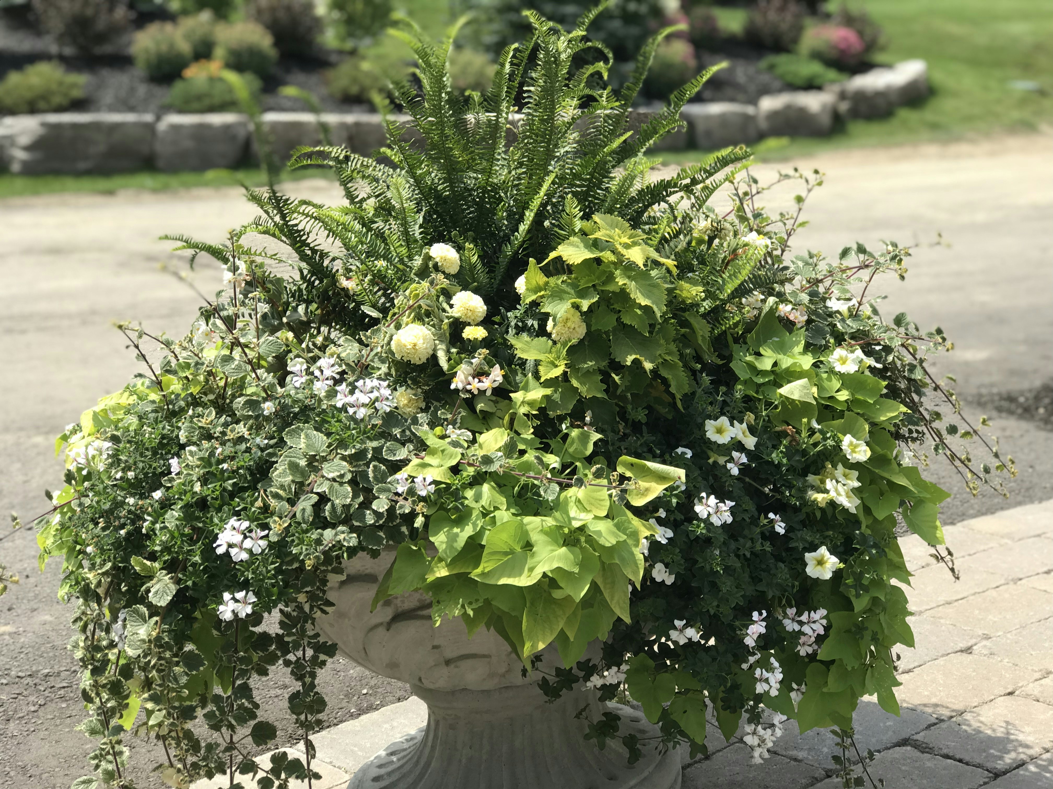 Elegant FRP Planter