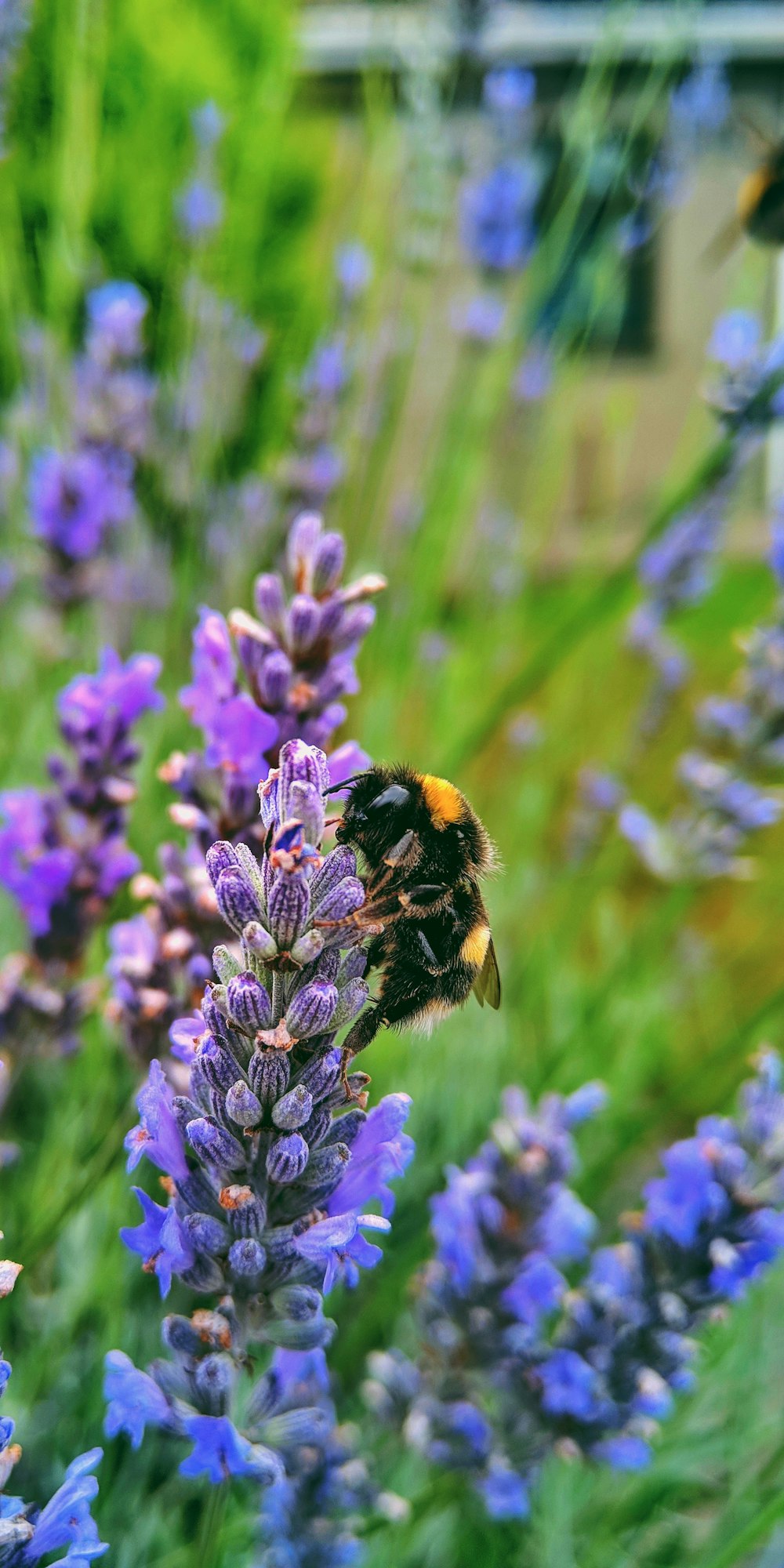 honeybee on purple flower