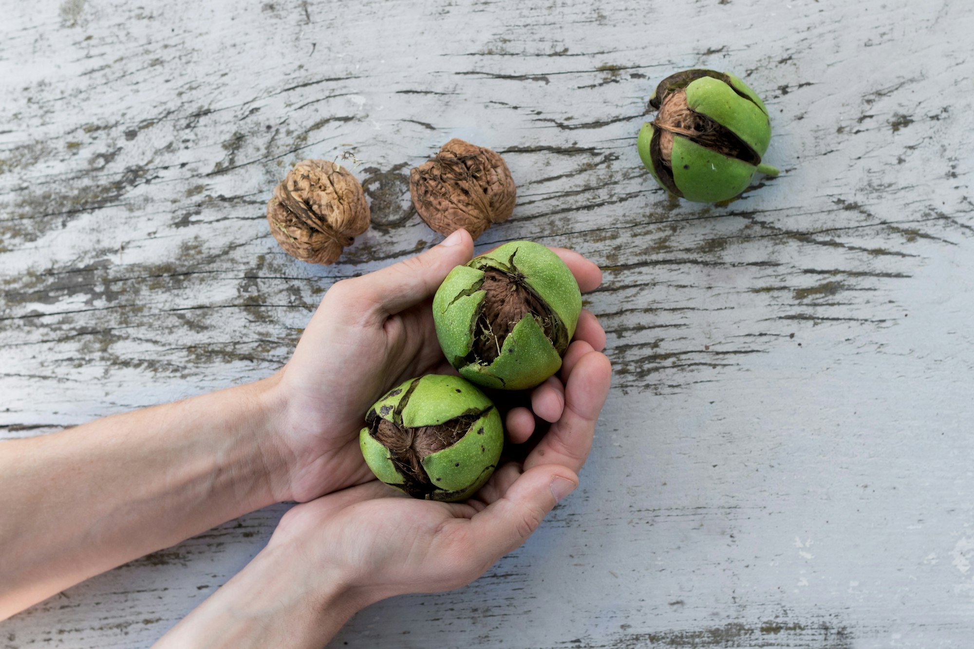 person holding walnuts