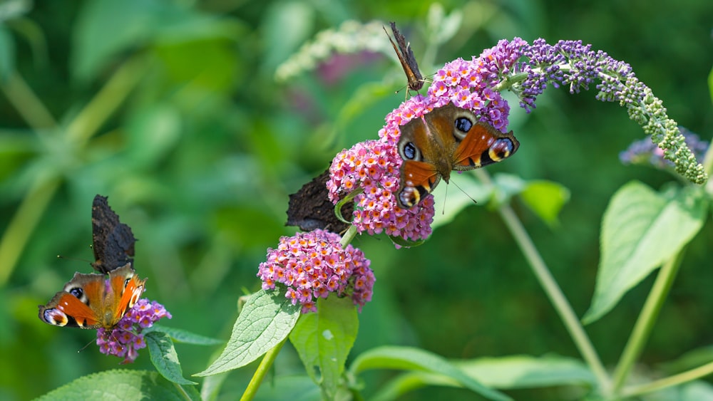 butterflies perched on pink petaled flower