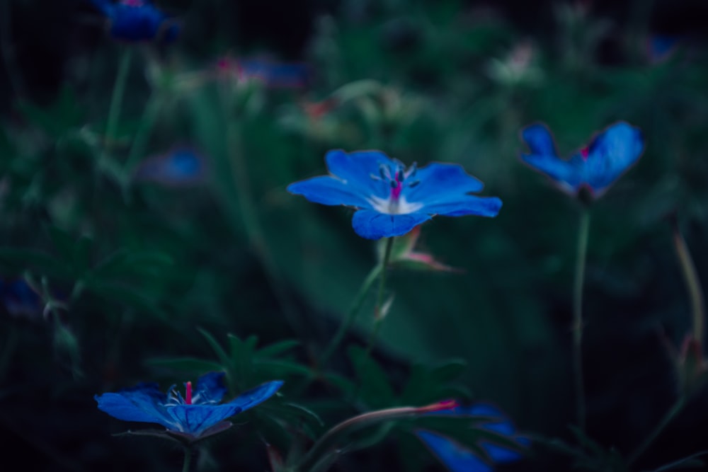 blue flower in bloom