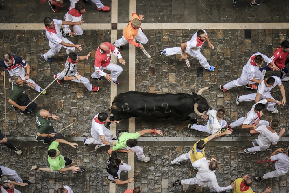 Búfalo negro en la calle