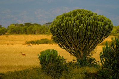 green plant and grass during daytime uganda zoom background