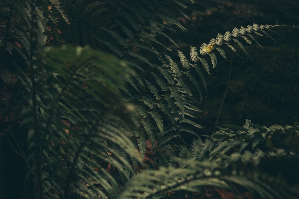 Planta de hoja verde