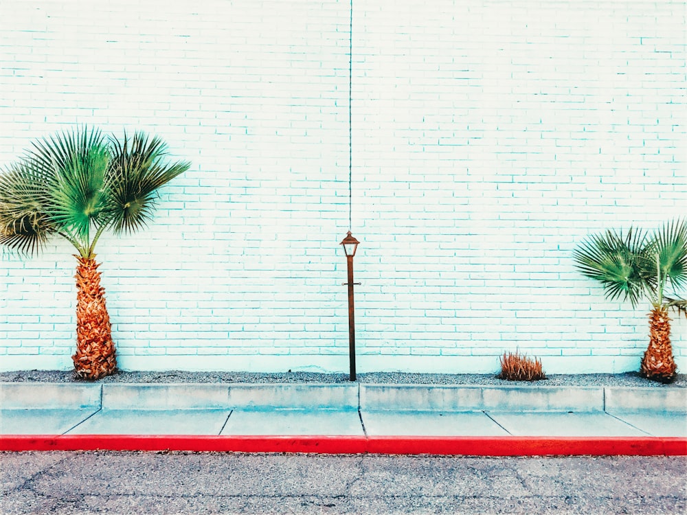 two palm tree beside the white painted wall