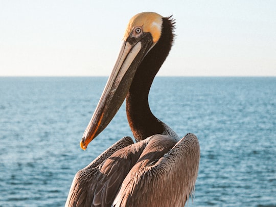 shallow focus photo of pelican in San Diego United States