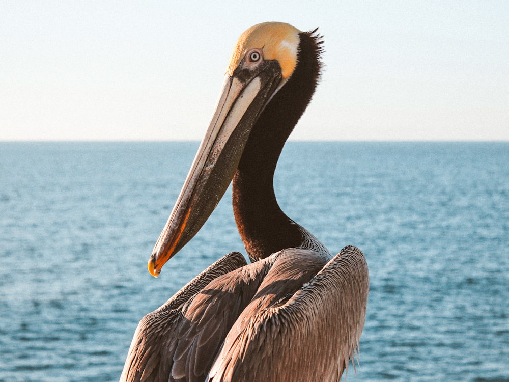 shallow focus photo of pelican