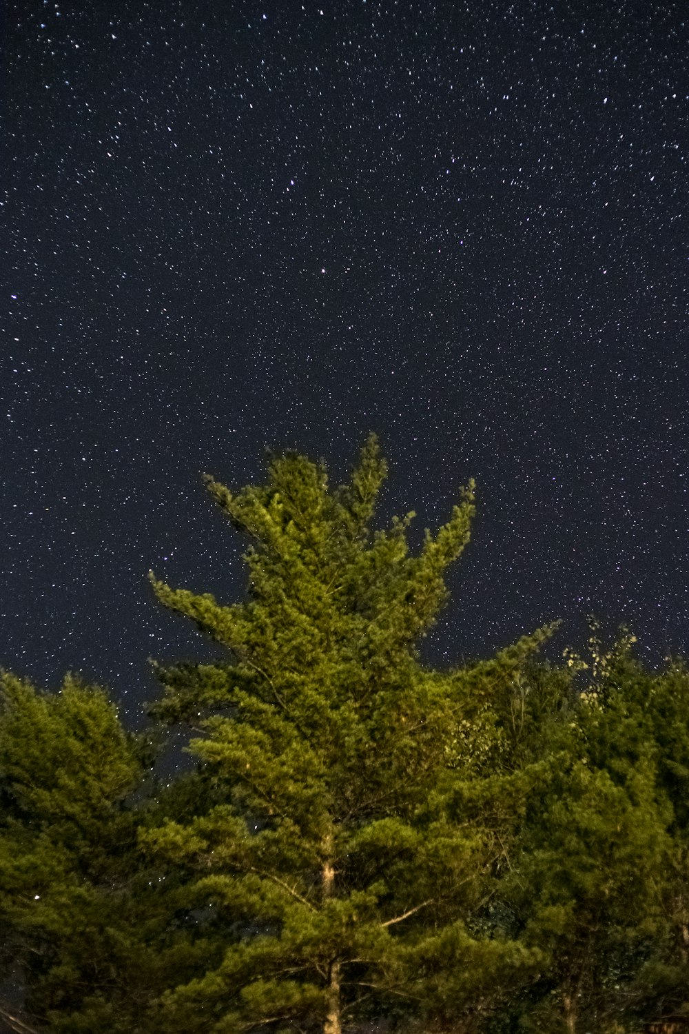 green tress during night time