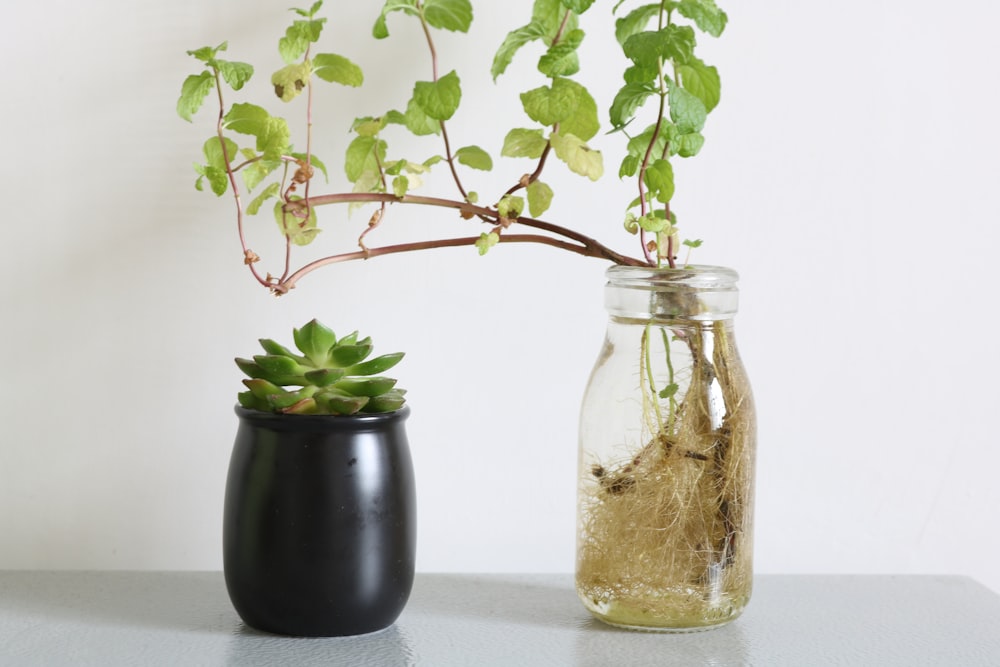 succulent plant on black pot