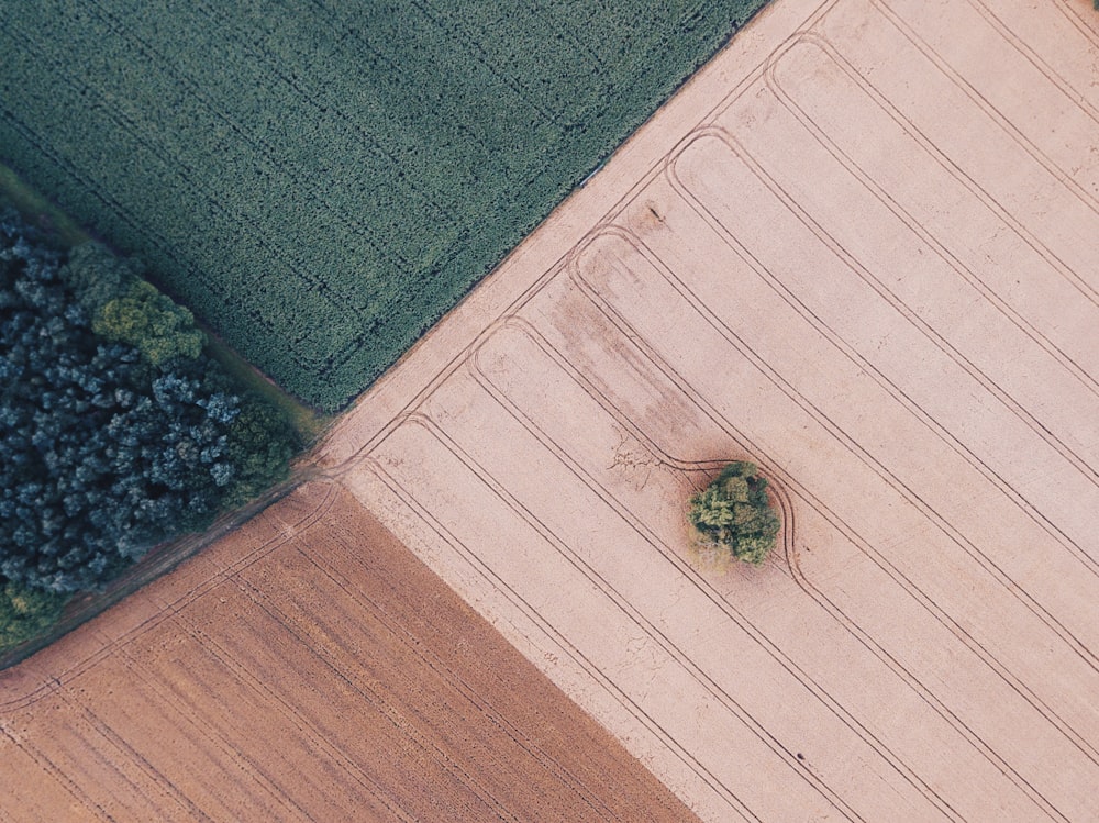 Bäume auf weitem Feld