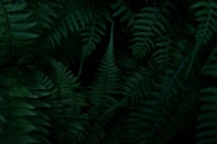 green ferns on a black background