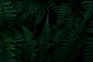 green ferns on a black background