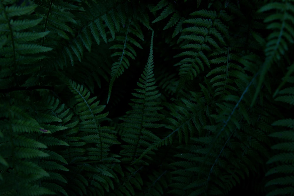 green ferns on a black background