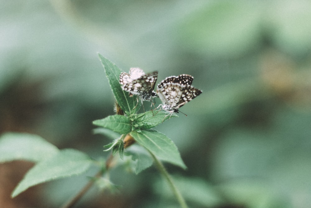 two butterflies on green plant