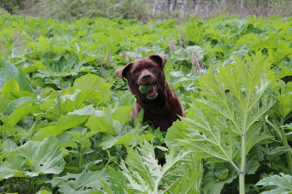 brown dog in the middle of green plants